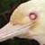 :icondeathbirdplz: