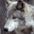 :icondeathhowler:
