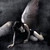 :icondeathofshadows: