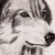:icondeathshadowxmegatron: