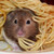 :icondeathssiren: