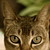 :icondeathwish-starfish: