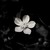 :icondebbiedoesphotos: