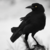 :icondecodingvelleity: