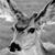 :icondectectivefelicity: