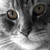 :icondecvfx: