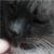 :icondedkake:
