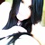 :icondeeivn:
