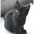 :icondeep-red-rosie: