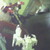 :icondeepimpactlex: