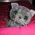 :icondeepredcat: