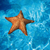 :icondeepseastar: