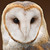 :icondeepstar6: