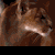 :icondeertiger: