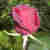 :iconDeeWillow: