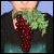 :icondeezgrapesisplastic: