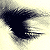 :icondegaus: