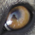 :icondeiii-deiii: