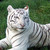 :icondeiontigra: