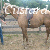:icondeisempai13: