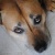 Dekar-Griffin :icondekar-griffin: