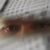 :icondekay46: