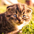 :icondel-rae: