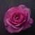 :icondelfinette-creation: