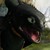 :icondeli-bird: