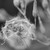 :icondelia-evanescent: