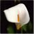 :icondelicate-lily: