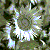 :icondelightfuldave: