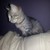 :icondelilarhettdevillier: