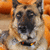 :icondeliquesce-flux: