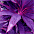 :icondeliriousoracle: