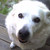 :icondeliriumspup:
