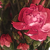 :icondelisherwood:
