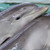 :icondelphidelphin: