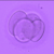 :icondelphintulipa: