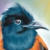:icondelphinusart: