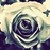 :icondelphyne-p: