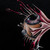 :icondelphynev: