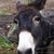 :icondelta-nakedsnake: