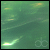 :icondeltachaos011:
