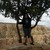 :icondemdem95: