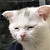 :icondementedassassin: