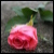 :icondemeya: