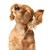 :icondemi-got-swagger: