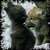 :icondemon-of-wolves: