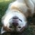 :icondemon-wolf-star: